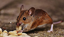 24 Hour & Emergency Exterminators in Toreva, AZ